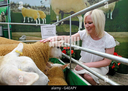 Il Ministro dell'Agricoltura e dello sviluppo rurale Michelle o'Neill guarda le pecore Beltex negli stand del mercato del bestiame di Ballymena durante l'evento NSA Northern Ireland Sheep Event 2011. Foto Stock