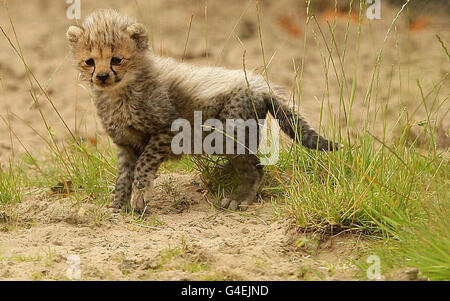 Uno dei quattro cuccioli di Cheetah nordafricani si trova fuori per la prima volta dalla nascita allo Zoo di Chester il 21 giugno. Foto Stock