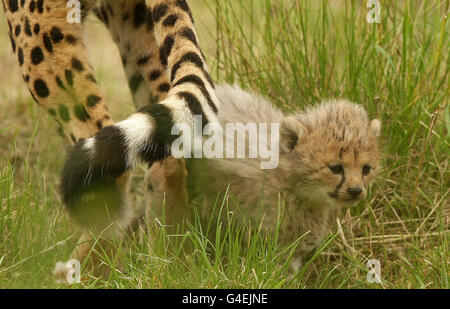 Cheetah cubs a Chester Zoo Foto Stock