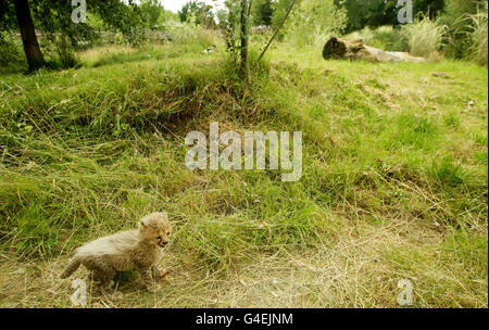 Cheetah cubs a Chester Zoo Foto Stock