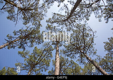 Worm's eye pini blue sky Duna del Pyla Francia meridionale Foto Stock