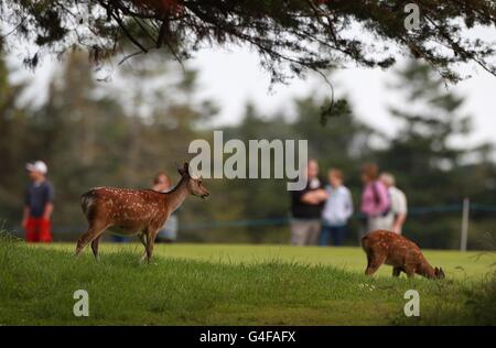 Golf - 2011 Irish Open - Day 3 - Killarney Golf e Club di pesca Foto Stock