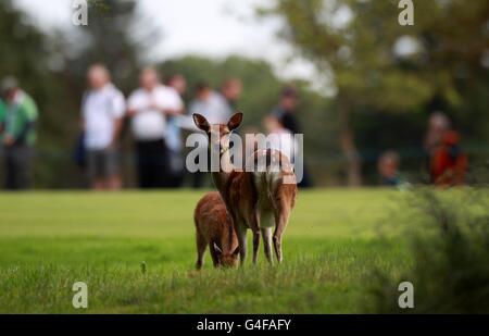 Golf - 2011 Irish Open - Day 3 - Killarney Golf e Club di pesca Foto Stock