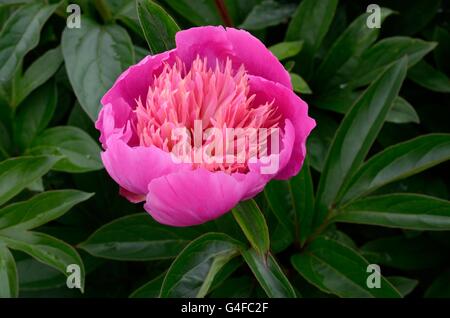 Rosa peonia Paeonia lactiflora Kelways Majetic Foto Stock