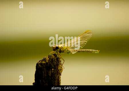 Close up immagini di una libellula verde nella natura. Foto Stock