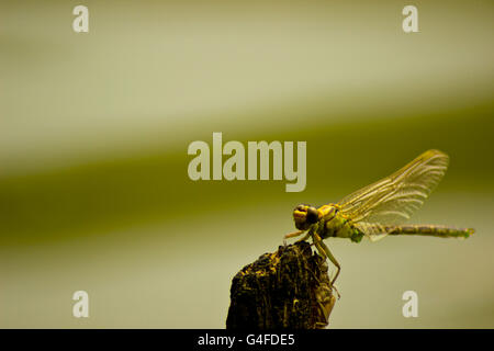 Close up immagini di una libellula verde Foto Stock