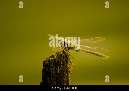 Close up immagini di un migrante Hawker Libellula Foto Stock