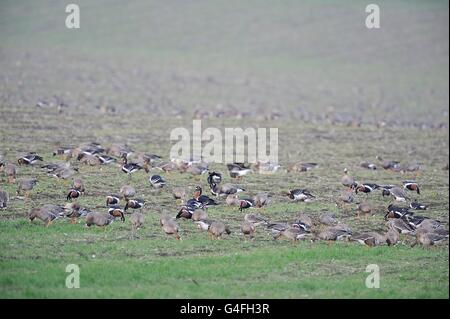 Red-breasted goose (Branta ruficollis ) gregge al pascolo in inverno con maggiore bianco-fronteggiata Goose (Anser albifrons) Bulgaria Foto Stock