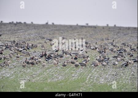 Red-breasted goose (Branta ruficollis ) gregge al pascolo in inverno con maggiore bianco-fronteggiata Goose (Anser albifrons) Bulgaria Foto Stock