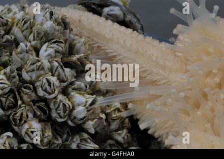 Starfish comune (Asterias rubens) cercando di alimentazione sulla Cozza blu - Mitili (Mytilus edulis) coperti da cirripedi Foto Stock