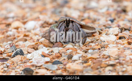 Granchio di Hermit macro nel Bako National Park, Stati di Sarawak, nel Borneo, Foto Stock