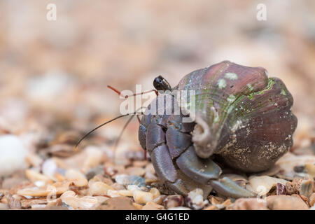 Granchio di Hermit macro nel Bako National Park, Stati di Sarawak, nel Borneo, Foto Stock