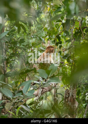 Proboscide di scimmia (Nasalis larvatus), noto anche come il naso lungo di scimmia, nel Bako National Park, Stati di Sarawak, nel Borneo, Foto Stock