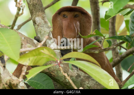 Proboscide di scimmia (Nasalis larvatus), noto anche come il naso lungo di scimmia, nel Bako National Park, Stati di Sarawak, nel Borneo, Foto Stock