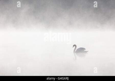 Maschio di cigno, Cygnus olor, nuoto in una nebbiosa lago all'alba Foto Stock