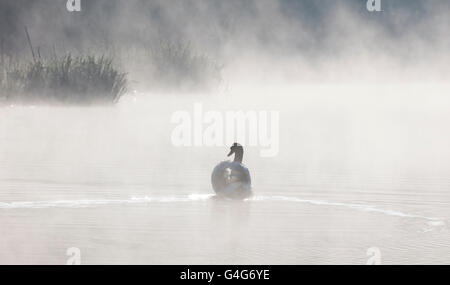 Maschio di cigno nuotare attraverso un molto nebbioso lago all'alba Foto Stock
