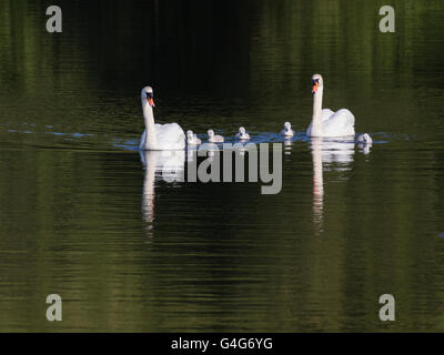 Cigno coppia attraversando il lago con cinque nuovi cygnets tratteggiata Foto Stock