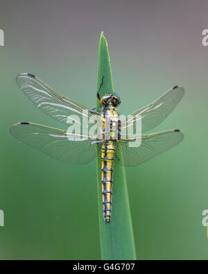 Femmina nera-tailed Skimmer dragonfly Foto Stock