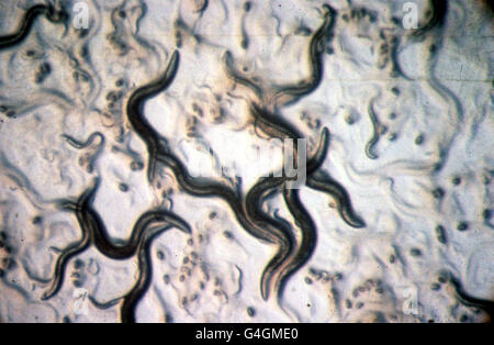 Worm di scienza Foto Stock