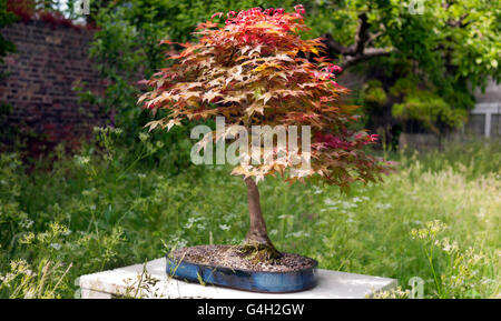 Albero di Bonsai sul display in inglese Orchard Foto Stock