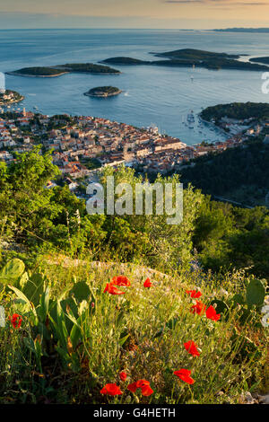 Papaveri rossi fiori. Vista sull'isola di Hvar e le Isole Paklinski. Isola di Hvar. La Croazia. Mare Adriatico. Europa Foto Stock
