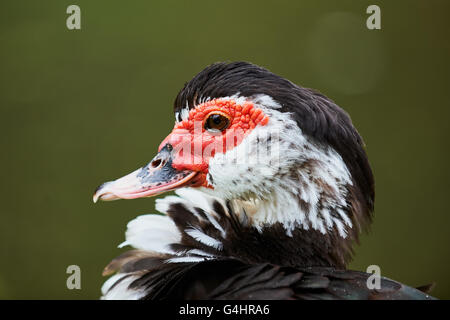 Ritratto di un anatra domestica, l'anatra Muskovy (Cairina moschata) Foto Stock