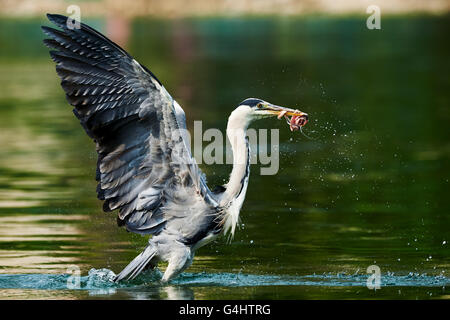 Heron con la preda appena catturata decolla da un fiume Foto Stock