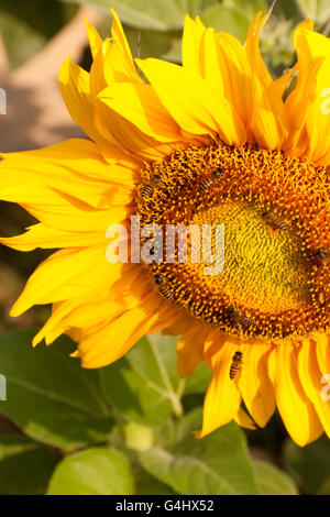 I girasoli e lavorare le api in luce la natura Foto Stock