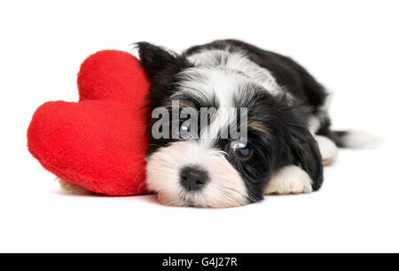 Carino amante Valentine havanese cucciolo di cane con un cuore rosso Foto Stock