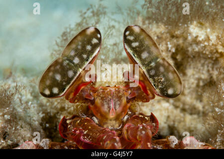 Sgambate Occhi di infilzare Canocchia, Lysiosquillina sp., AMBON, ISOLE MOLUCCHE, INDONESIA Foto Stock