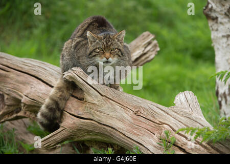 Scottish gatto selvatico (Felis silvestris Grampia) Foto Stock