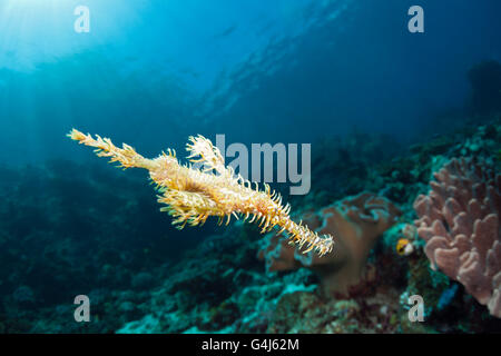 Arlecchino Ghost Pipefish, Solenostomus paradoxus, AMBON, ISOLE MOLUCCHE, INDONESIA Foto Stock