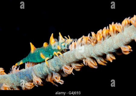 Dragon gamberetti, Miropandalus hardingi, AMBON, ISOLE MOLUCCHE, INDONESIA Foto Stock