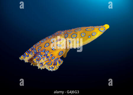 Velenoso anello blu Octopus, Hapalochlaena lunulata, AMBON, ISOLE MOLUCCHE, INDONESIA Foto Stock
