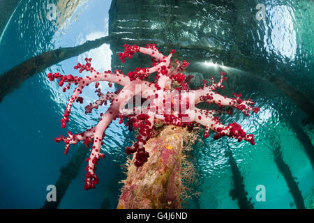 Coralli molli sotto Aborek Jetty, Dendronephthya sp., Raja Ampat, Papua occidentale, in Indonesia Foto Stock