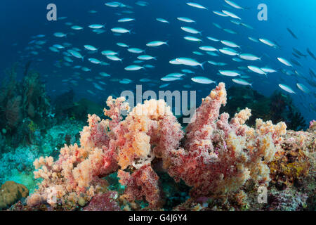 Mosaico Fusiliers sulla barriera corallina, Pterocaesio tesselata Raja Ampat, Papua occidentale, in Indonesia Foto Stock