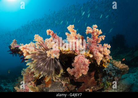 Mosaico Fusiliers sulla barriera corallina, Pterocaesio tesselata Raja Ampat, Papua occidentale, in Indonesia Foto Stock