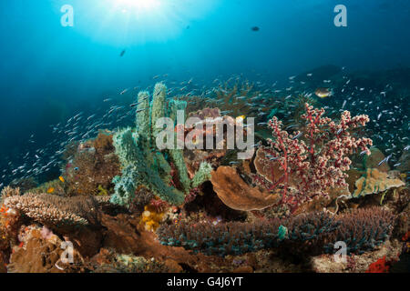 Colorata Barriera Corallina, Raja Ampat, Papua occidentale, in Indonesia Foto Stock