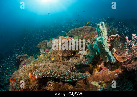 Colorata Barriera Corallina, Raja Ampat, Papua occidentale, in Indonesia Foto Stock