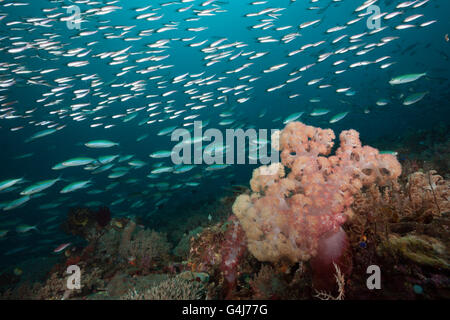 Mosaico Fusiliers sulla barriera corallina, Pterocaesio tesselata Raja Ampat, Papua occidentale, in Indonesia Foto Stock