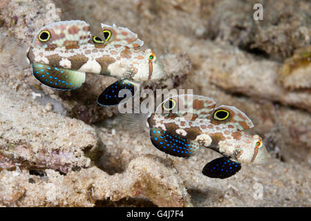 Coppia di Crab-Eye ghiozzo, Signigobius biocellatus Raja Ampat, Papua occidentale, in Indonesia Foto Stock