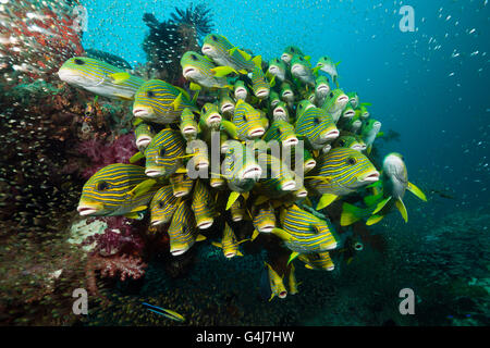 Secca di giallo-nastro, Sweetlips Plectorhinchus polytaenia Raja Ampat, Papua occidentale, in Indonesia Foto Stock