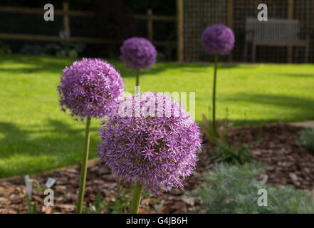 Globemaster allium fiori in piena fioritura, appena prima di girare per le sementi Foto Stock