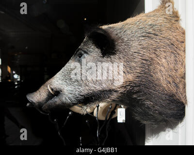 Un cinghiale montata la testa Foto Stock