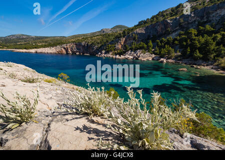 Zarace Bay, rocce e piante. Isola di Hvar. Croazia. Europa. Foto Stock