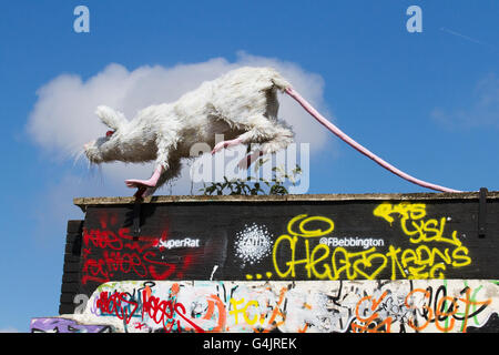 Super ratto con Graffiti & Spray arte grunge sulle pareti, rampe e salta di nuovo uccello Skatepark, Liverpool, Nord Ovest Inghilterra, Regno Unito. Skateboarders adolescenti in Liverpool sono state in lotta per mantenere il loro skate park aperto. La struttura in Jamaica Street è stato creato su proprietà privata terra dei rifiuti nel 2009 e successivamente è stata supportata da Liverpool City Council. Il terreno è stato poi recuperato e il sito è stato ora recintata per motivi di salute e di sicurezza che rende difficile per i pattinatori di accedere al parco. Foto Stock