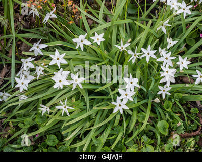 Ipheion uniflorum "Alberto Castillo", fiori Foto Stock
