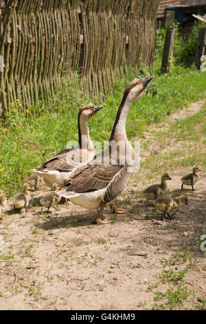 Due oche e goslings sull'erba verde Foto Stock