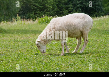 Bianco ram hornless pascolare nel prato Foto Stock