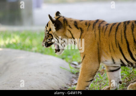 Tre mesi tigre di Sumatra cub a urlare contro lo stagno in Zoo Australia Foto Stock